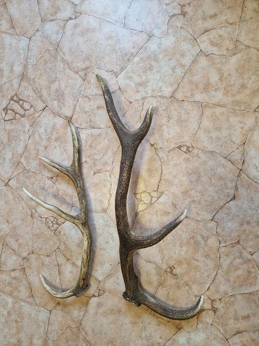 Рога от елен     .