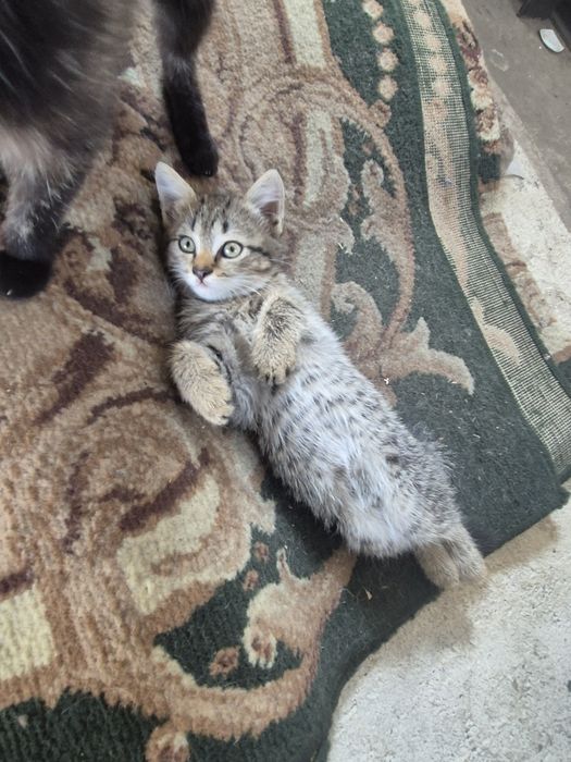 Отдам котят в добрые руки