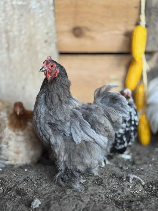 Oua cochinchina pitic