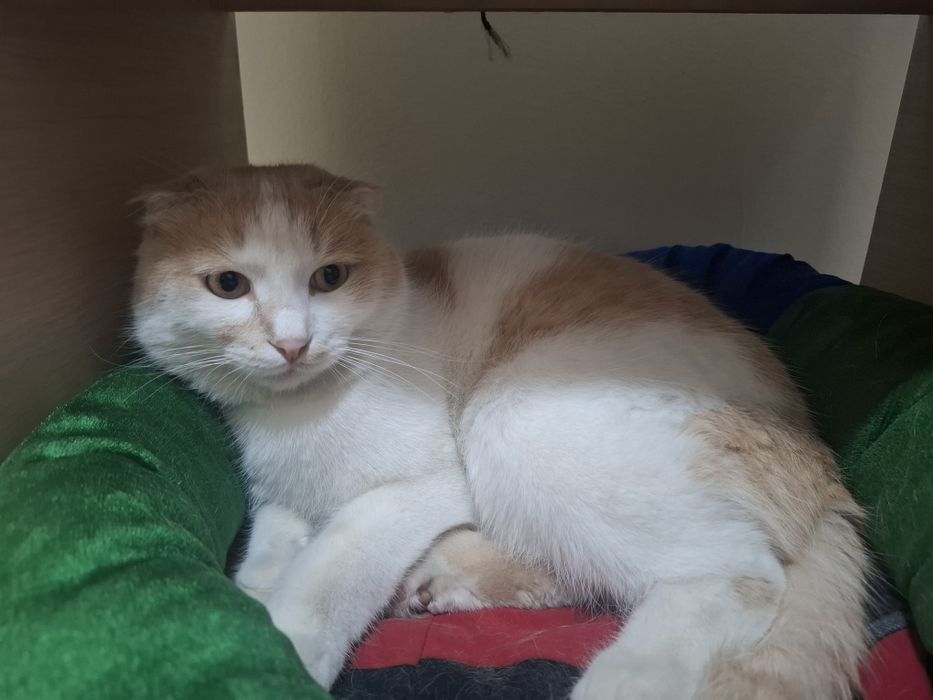 Отдам котика в хорошие руки