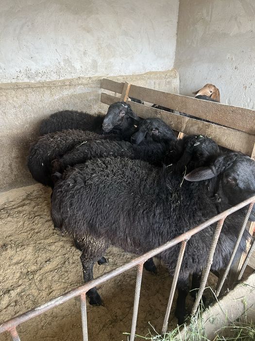 кошкарлар сатылади