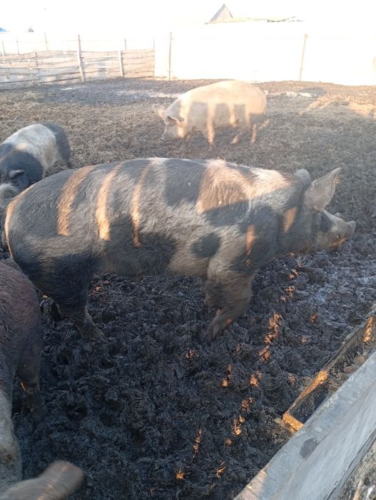 Продам кабана на племя