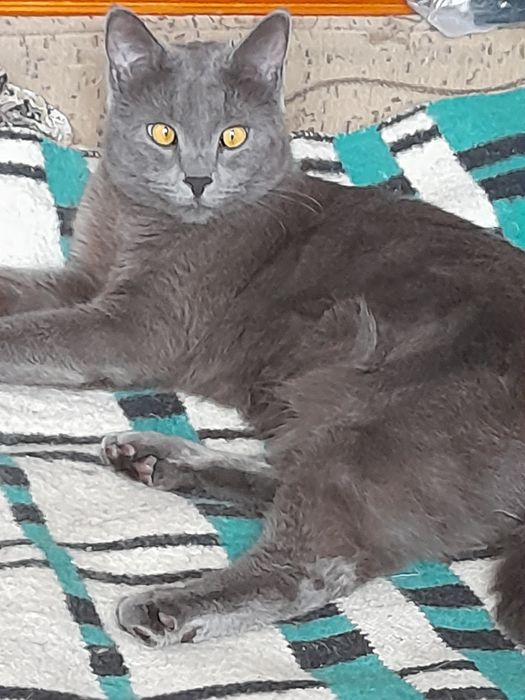 Интеллегентный коратик 12 мес кастрирован привит