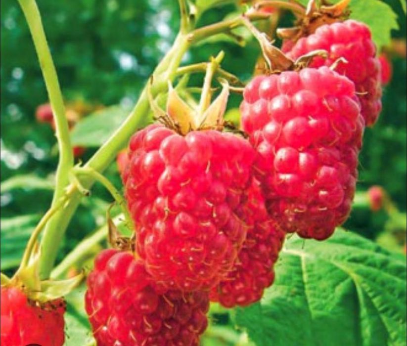 Ежемалина,МАЛИНА, МАЛИНА колированая