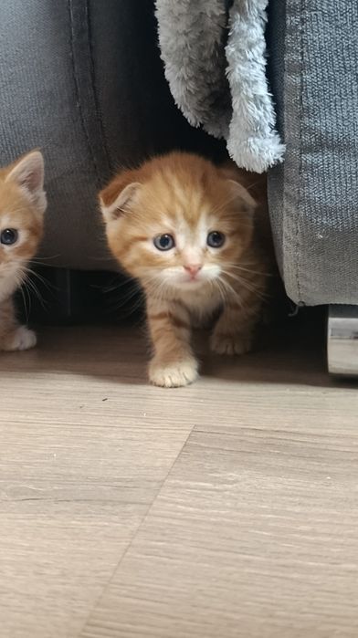 Породистые котята