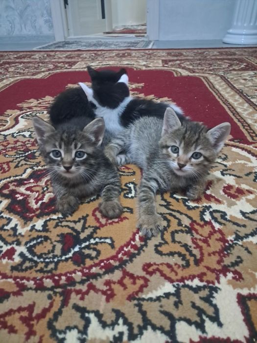 Кошки отдам в хорошие руки