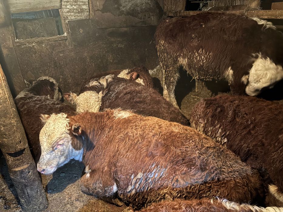 Ак бас букалар, белоголовые быки