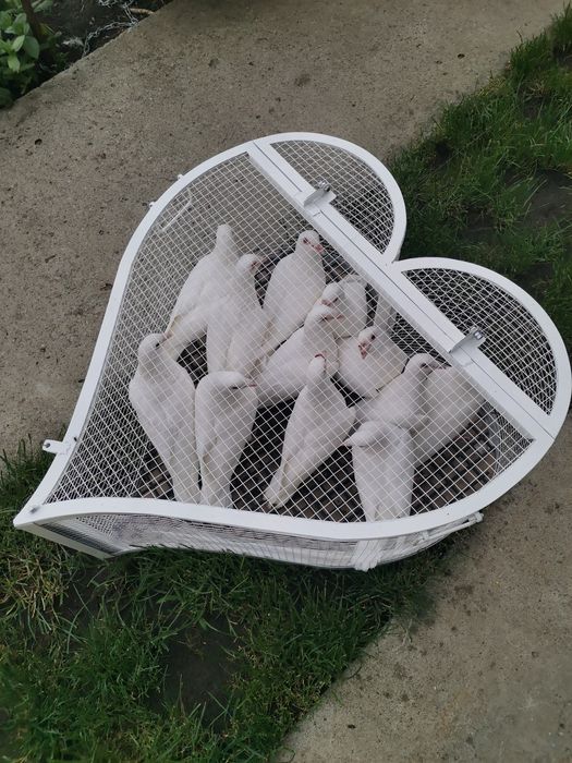 Porumbei voiajori albi pt nunta (evenimente speciale)