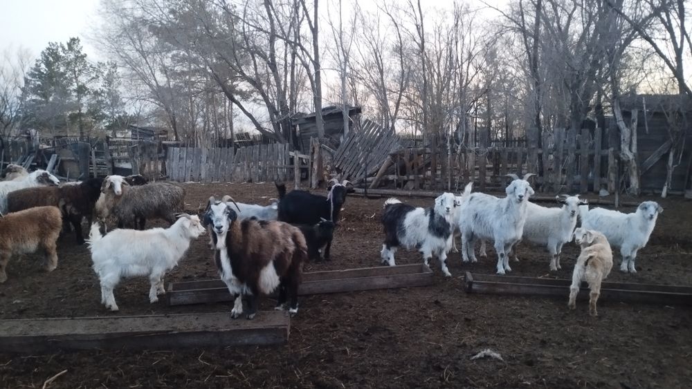 Продаются козы и козлята