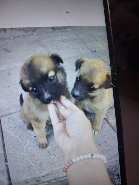 Отдам щенят звоночки