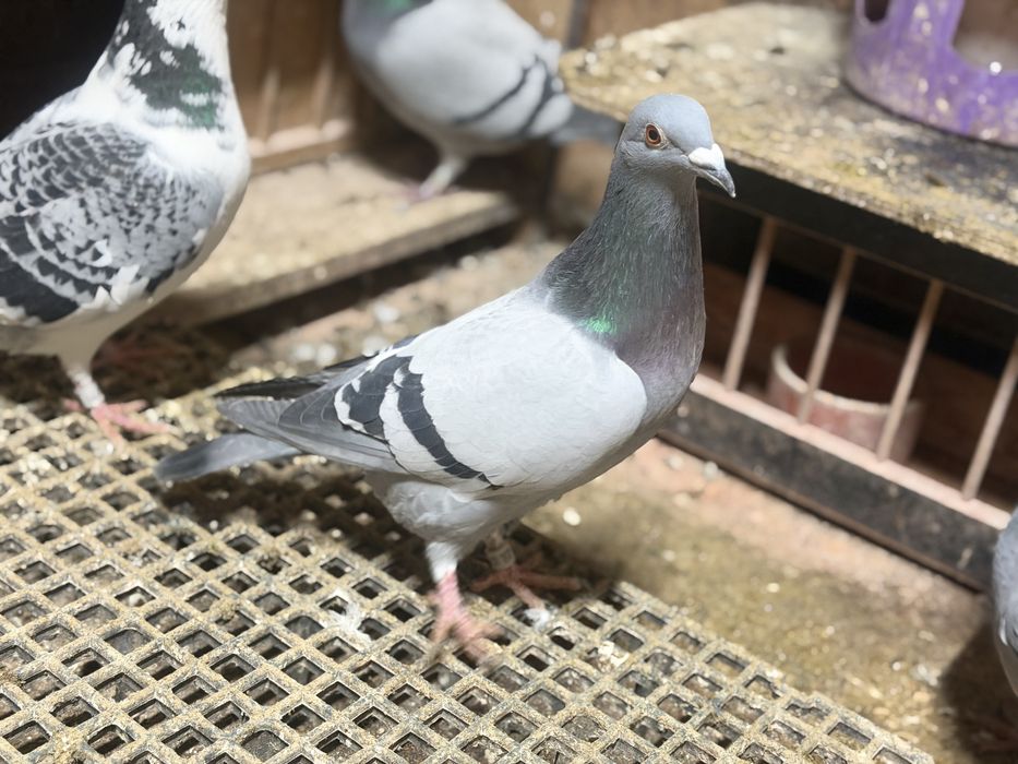 Porumbei voiajori fond-maraton
