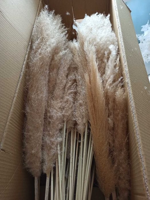 Пампаска трева за декорация