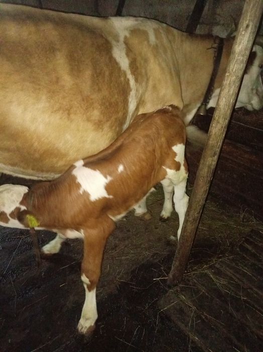 Vaca cu vițel de vînzare