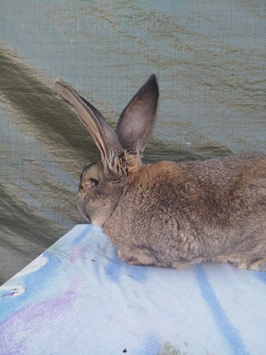 Vând iepuri uriaș german