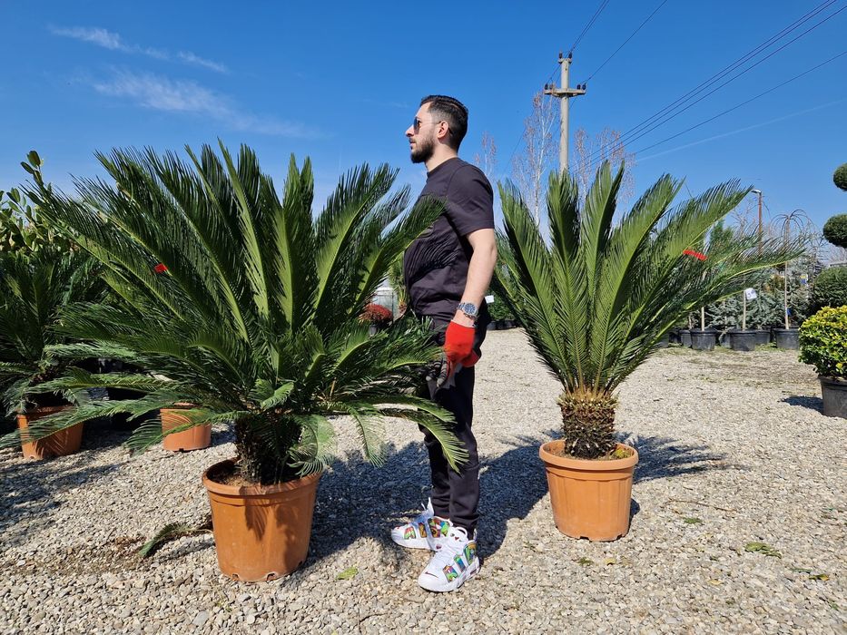 Palmierii rezistenți la îngheț trachicarpus Fortunei