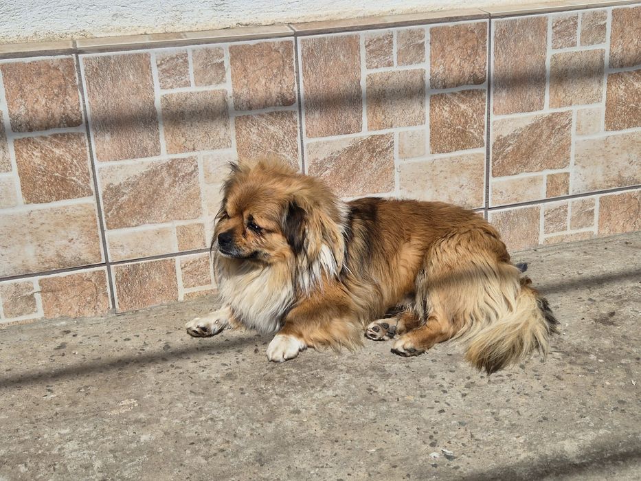 Catelus 2 luni pechinez