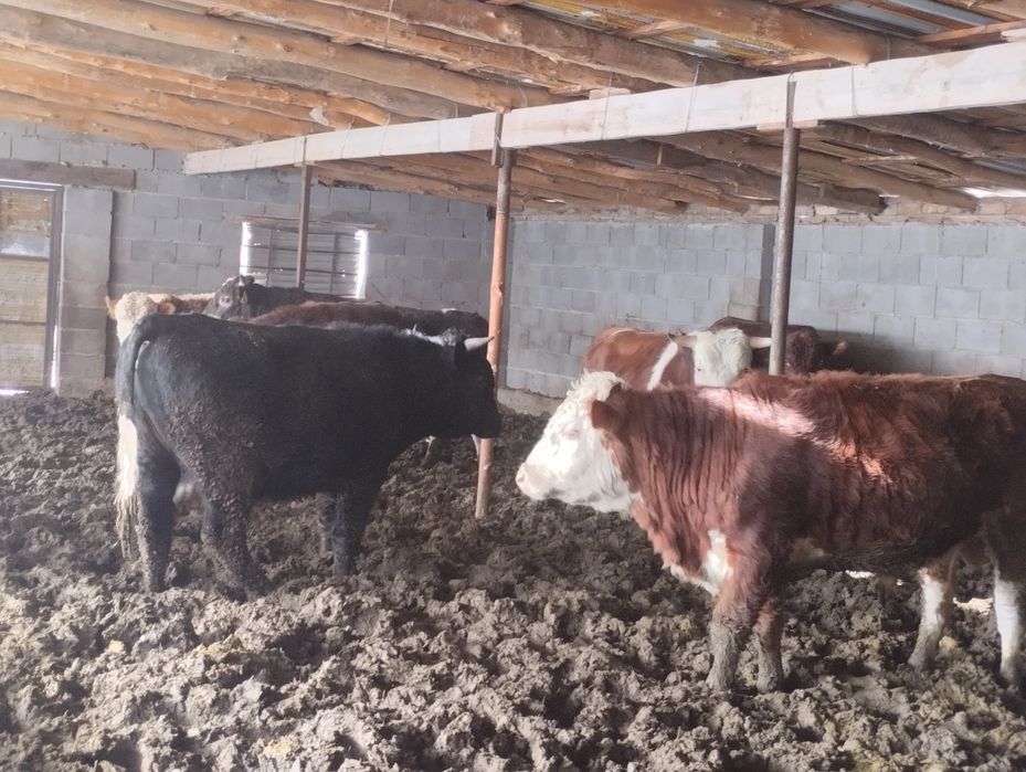 Продаю 9 быков оптом