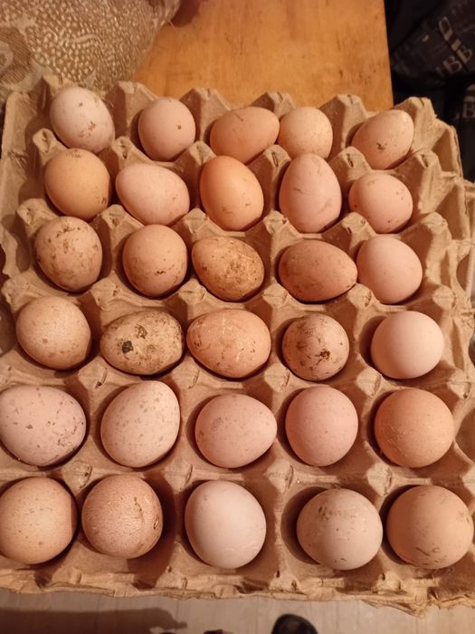 Продам Яйца цесарок