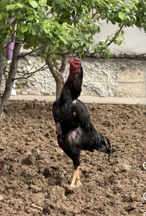 Привазной 100% jo’ja,joja,boboq,xoroz,жожа,бобоки,дакан,dakan,хороз