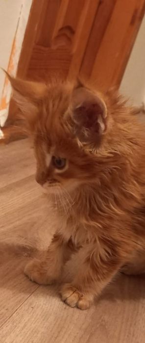 Продам котят мейн кун