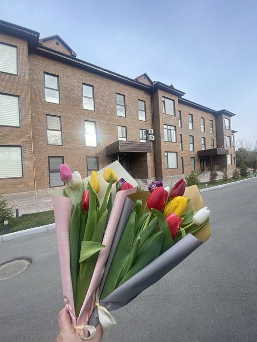 Тюльпаны голландские