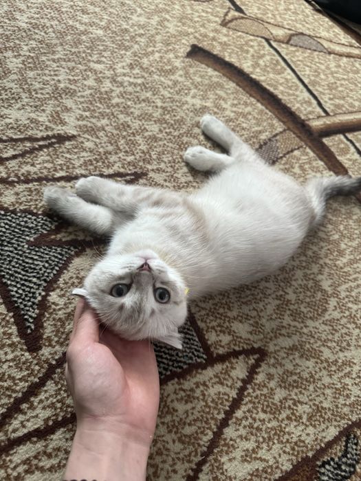 Котенок шотлнадец веслоуихий