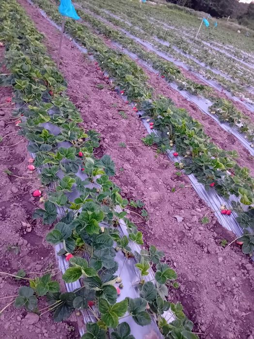 Продавам разсат ягоди