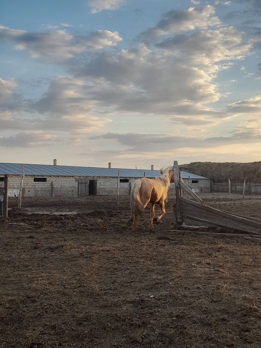 Дөнен айғыр сатылады