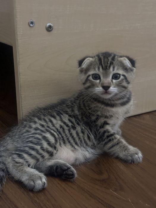 Шотландский вислоухий котёнок (Scottish Fold)