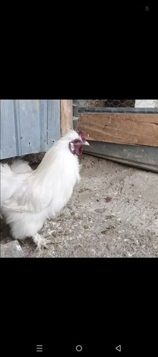 Cocos mătase japoneză