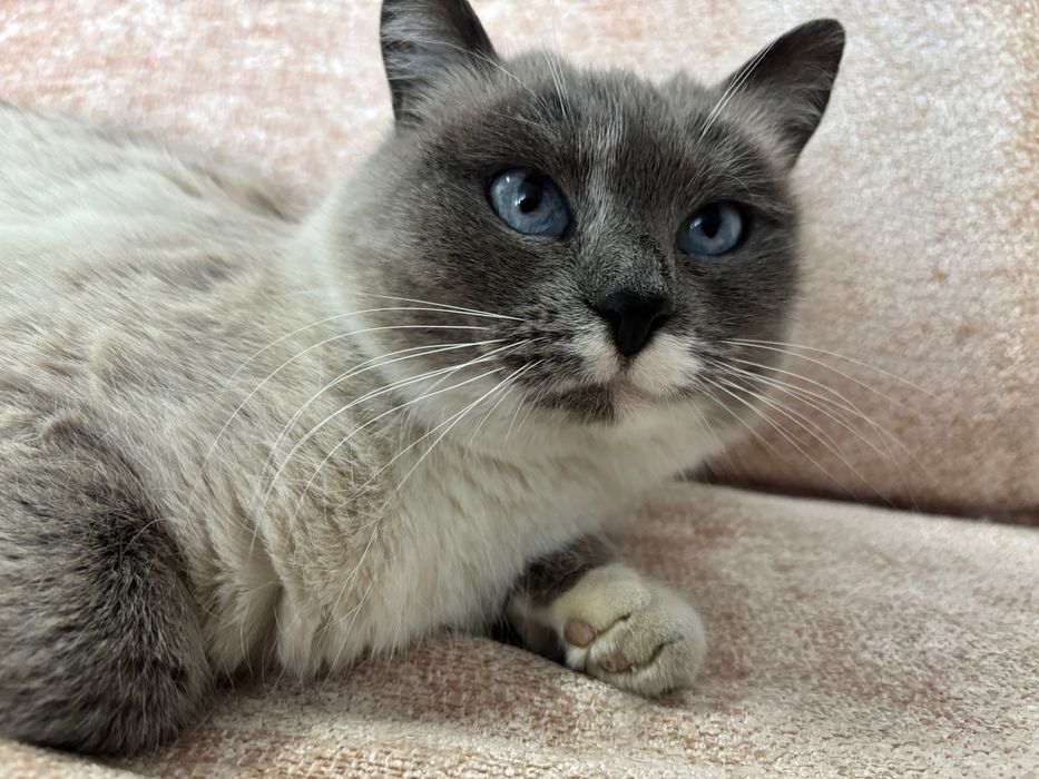 Отдам кошку в добрые руки