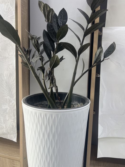 Гүлдер (Цветы)  гүлдер сатылады горшогімен