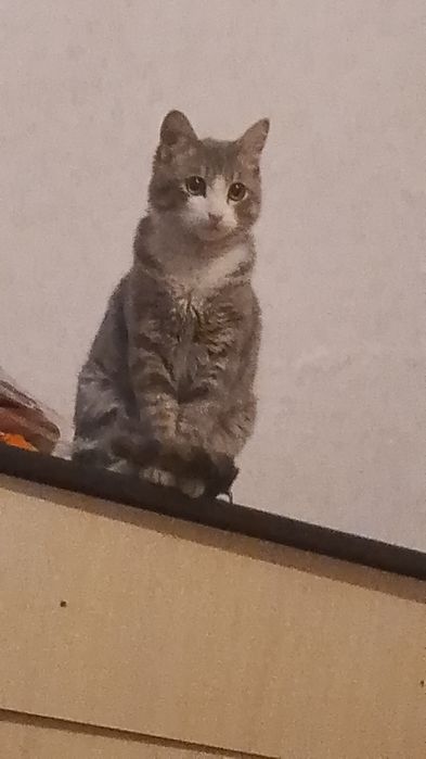 Отдам кота годовалого