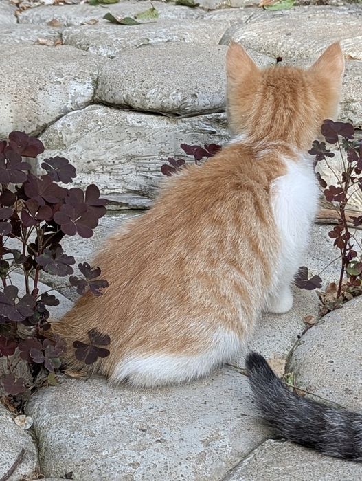 Котята ищут маму
