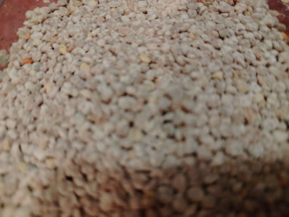 Vand polen crud de la 45--70 lei