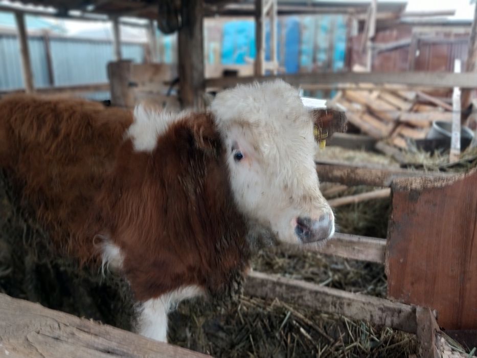 Семіз баспақтар сатылады