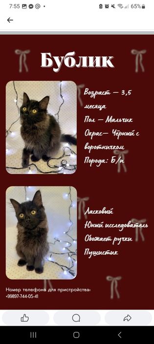 Пристраиваем котят