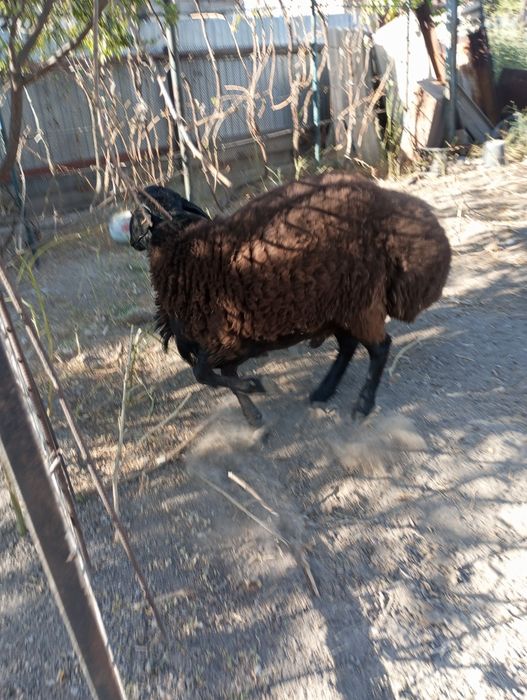 Продаю Баран.(Домашние)