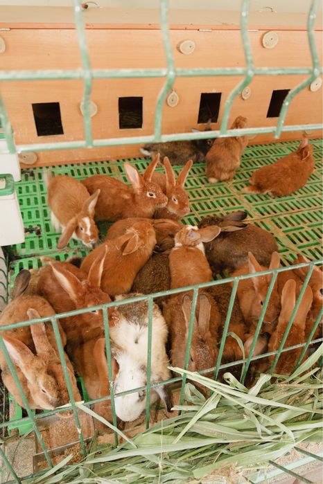 Продам кроликов оптом и в розницу