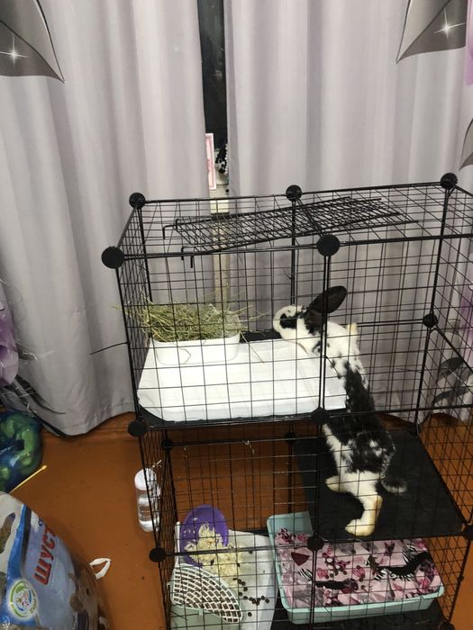 Продам кролика с клеткой и едой