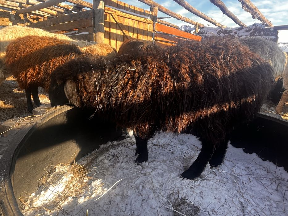 Продам баранов кастрат