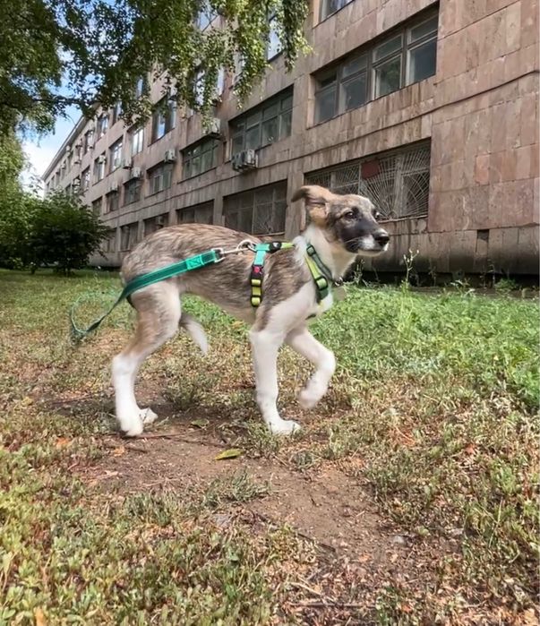 Щеночек 3месяца ищет семью