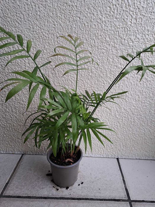 Цветя Дървото на живота, палма, сингониум