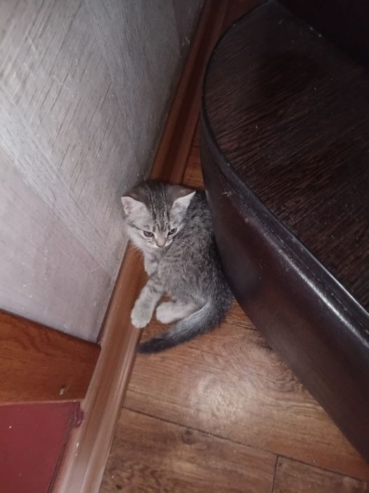 Отдам котёнка в добрые руки.