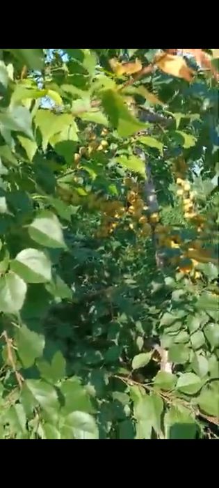 Продам саженцы абрикоса