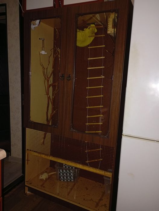 Сахарный поссум, белка летяга.