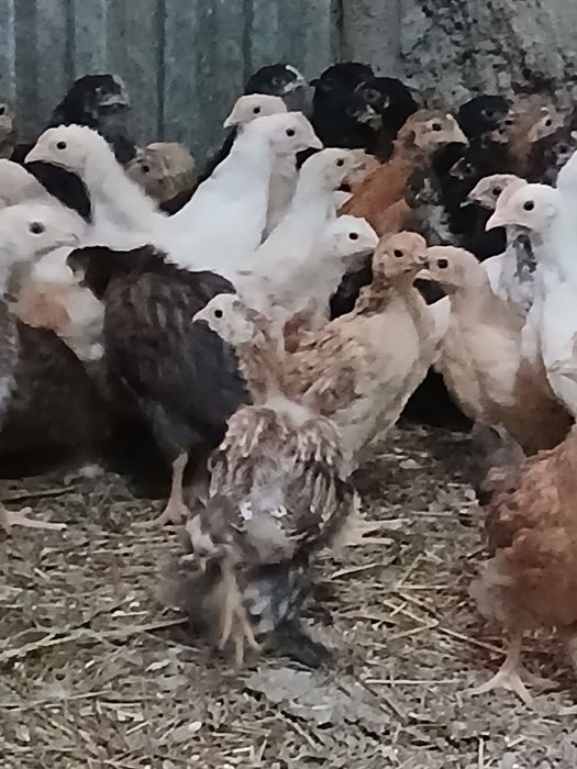 Продаю домашних цыплят