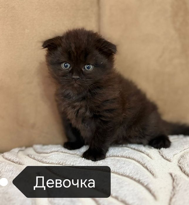 Шотландские котята