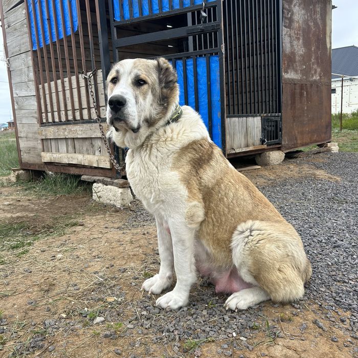 Продается щенки чемпионский линий