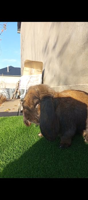 Кролик Французский баран